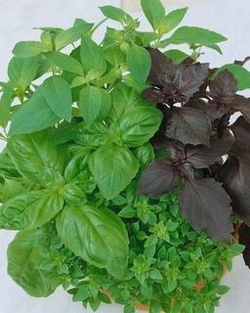 SEEDS - Basil Culinary Blend